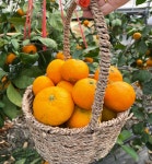 태환이네 귤농장