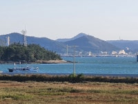 바닷가하얀목화밭