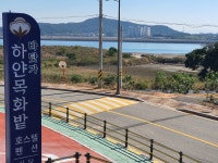 바닷가하얀목화밭