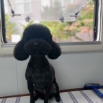 블루도그클럽