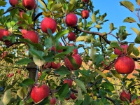 청송외갓집농장