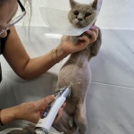 고양이 무마취미용 나의캣