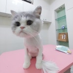 고양이 무마취미용 나의캣