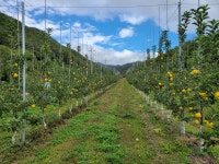 청송외갓집농장