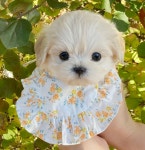 퍼피루미 옥정점