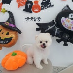 댕댕살롱