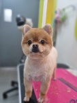 슬로독
