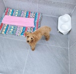 댕댕큘럼 애견유치원