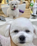 그루아미