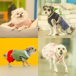 체크인독 애견유치원