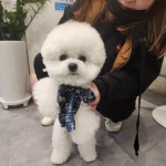 멍냥이네 애견미용