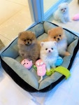강아지마을 강아지분양 시흥본점