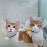 늘조은동물병원