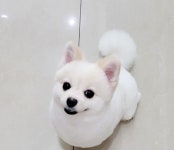 요크독애견샵