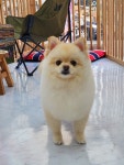 나나펫