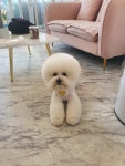 봄강아지salon