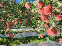 백담골사과농원