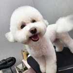 똘이살롱
