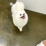뚜뚜보떼펫살롱