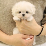 플랜멍 강아지분양 대구본점
