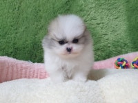 광주강아지분양 고양이분양 펫왕국