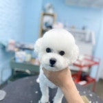 뚜뚜보떼펫살롱