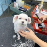 뚜뚜보떼펫살롱