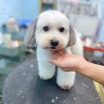 뚜뚜보떼펫살롱