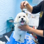 뚜뚜보떼펫살롱