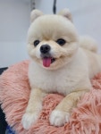 나나펫