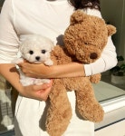 광주강아지분양 마마스미독 애견샵 광주봉선점