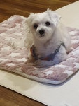 펫하우스V