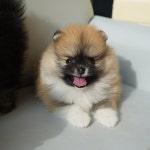 구미강아지분양 마마스미독