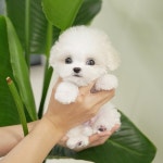 구미강아지분양 마마스미독