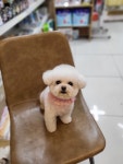펫스토리