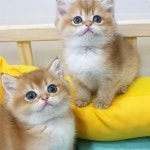 라온캐터리