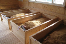 편백효소테라피