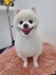 나나펫