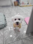 이쁘개