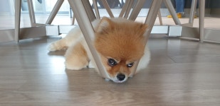 이뿌고이뿌개