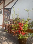 차마실산