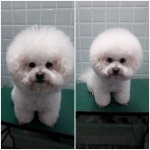윤애견미용