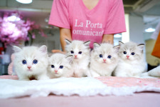 강남고양이분양 캣프렌즈