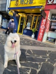 강아지마을