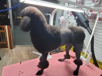 강아지마을