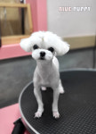 블루퍼피애견샵