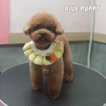 블루퍼피애견샵