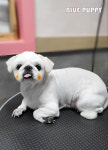 블루퍼피애견샵