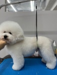 블리스펫츠