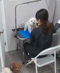 블리스펫츠